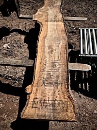 English Walnut